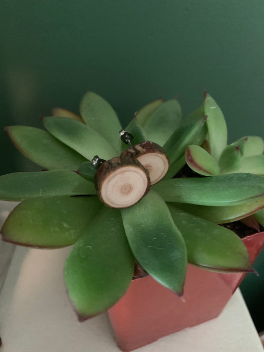 mini wooden log stud earrings on a succulent